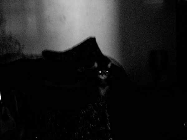  : all : Chiara Barzini